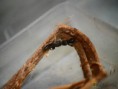 /album/coleoptera/staphylinus-similis-jpg/
